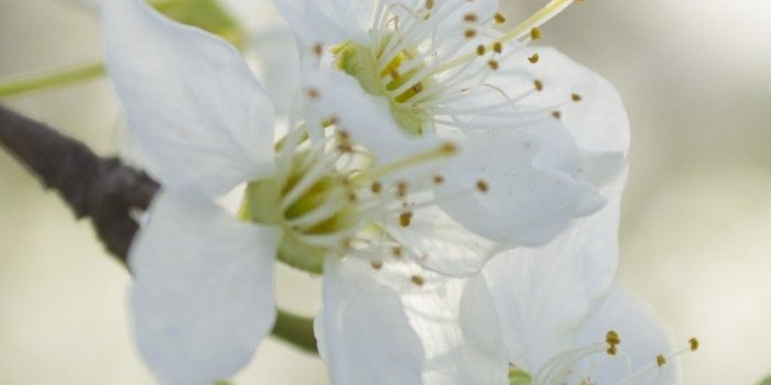 1080x1920 Jasmine, White Flower - Iphone 7 White Flower (#656581) - HD