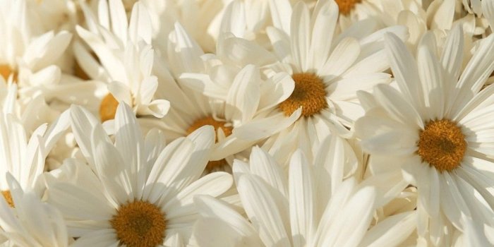 1024x768 Free Wallpaper - Free Flower wallpaper - White Flowers 1 wallpaper