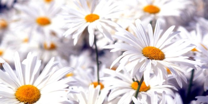 1203x952 Beauty White Flower Wallpaper Free Download | Wallpapers Home Screen