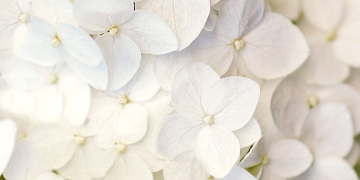 1536x2048 White flowers | WALLPAPER | Яркие обои, Фоновые изображения и Милые обои