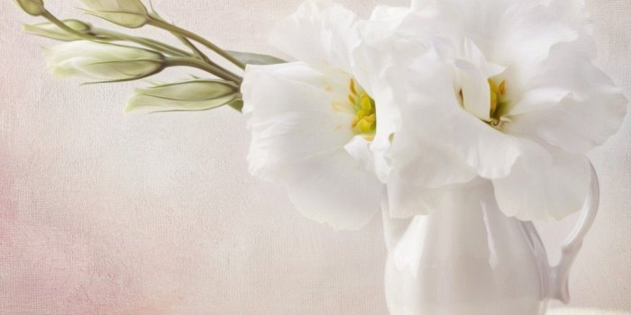 1024x768 White Flowers - Flowers Wallpaper (33698248) - Fanpop