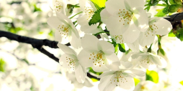 1920x1080 White Flowers wallpaper | 1920x1080 | #38282