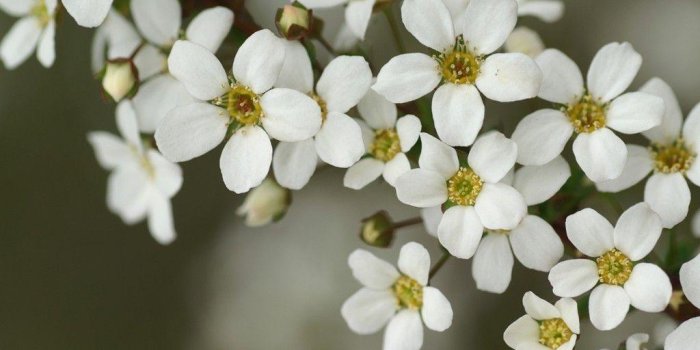 1024x768 White Flower Wallpapers