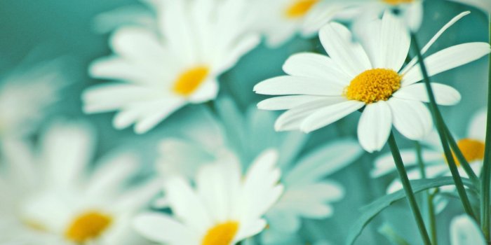 2071x1455 White Flowers Wallpaper | 2071x1455 | ID:20564