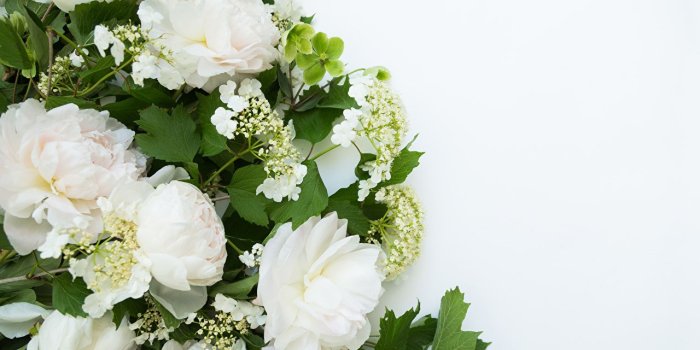 1280x849 Desktop Wallpapers White Flowers Peonies Closeup White background