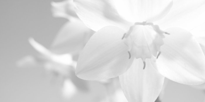 1920x1285 Lily Flowers | withe | Blacks, Whites, Silvers, Grays in 2019