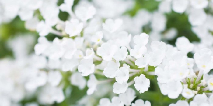 1024x768 White Flower Wallpaper HD