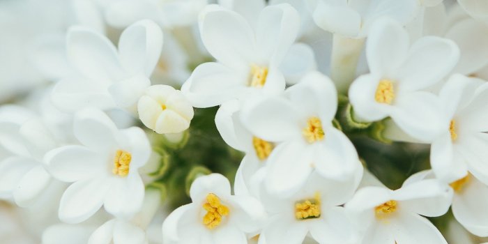 2160x3840 Wallpaper White Flower, spring, 4K, 7K, Nature #18555