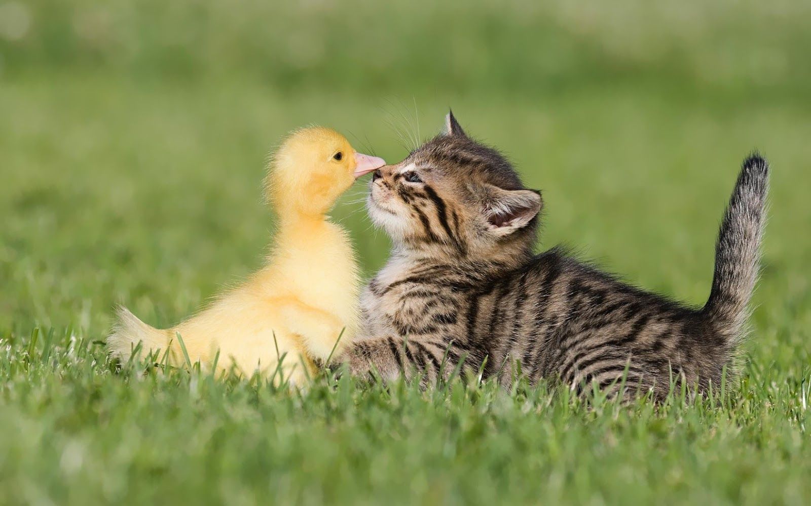 1600x1000 Funny wallpaper of a cat and duck | HD Animals Wallpapers