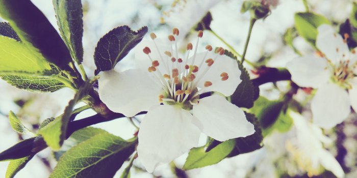 1920x1080 White Flower HD Wallpaper | 1920x1080 | ID:51950