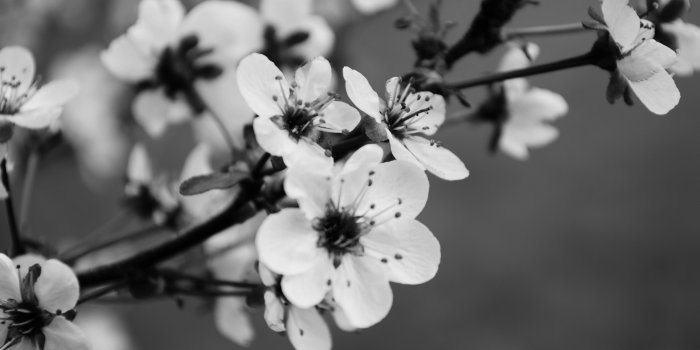 3837x2400 60+ Black and White Flower Wallpapers - Download at WallpaperBro