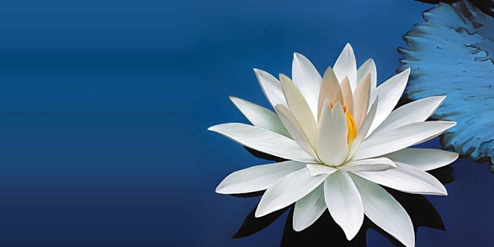 1920x1200 Blue Wallpaper with White Flowers (45+ images)