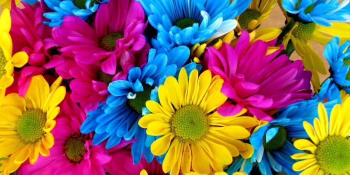 3840x2400 35+ Colorful Daisies Wallpapers - Download at WallpaperBro