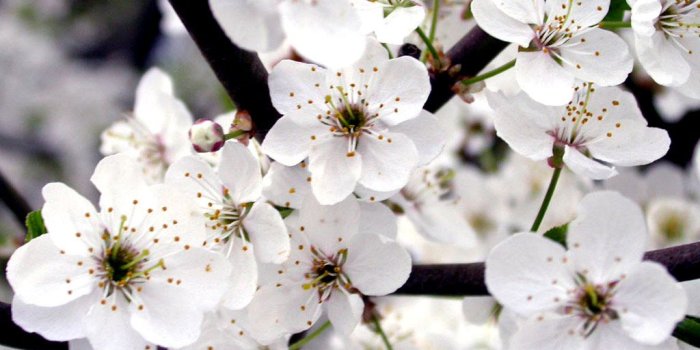 1024x768 White Flowers wallpaper | 1024x768 | #38302