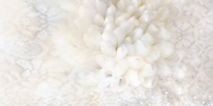 1920x1200 White - White Flower Background Free (#846224) - HD Wallpaper Download