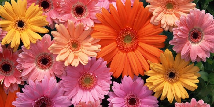 1680x1050 Colored Daisies Wallpaper - Hd Wallpapers (High Definition) | 100