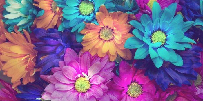 1920x1200 Wallpaper Colorful daisy flowers, pink, blue, orange 1920x1200 HD