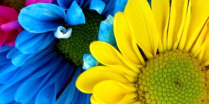 750x1334 Earth/Daisy (750x1334) Wallpaper ID: 664295