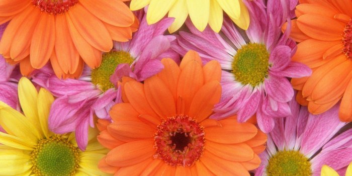 1920x1200 Colorful Daisies, HD Flowers, 4k Wallpapers, Images, Backgrounds