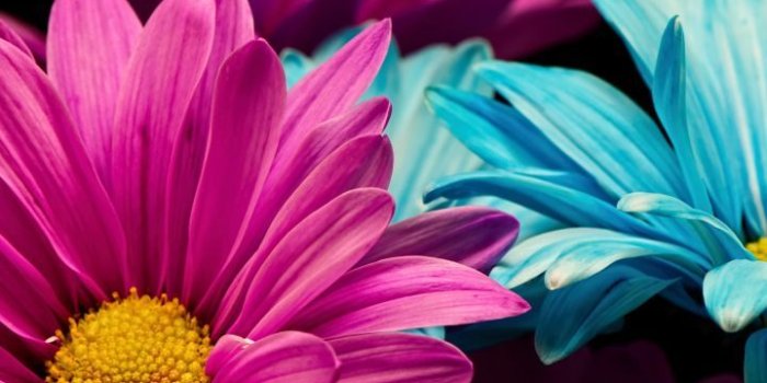 720x1280 Colorful, daisy, flowers, portrait, 720x1280 wallpaper | Flowers