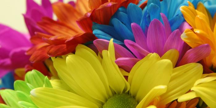 1920x1080 Colorful Daisies wallpaper | 1920x1080 | #22706