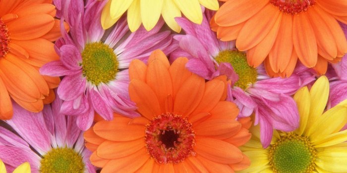 1600x1000 Colorful Daisies Flowers Wallpaper #7016622