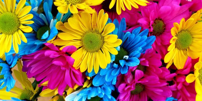 1920x1080 54+ Daisy Flower Wallpapers on WallpaperPlay