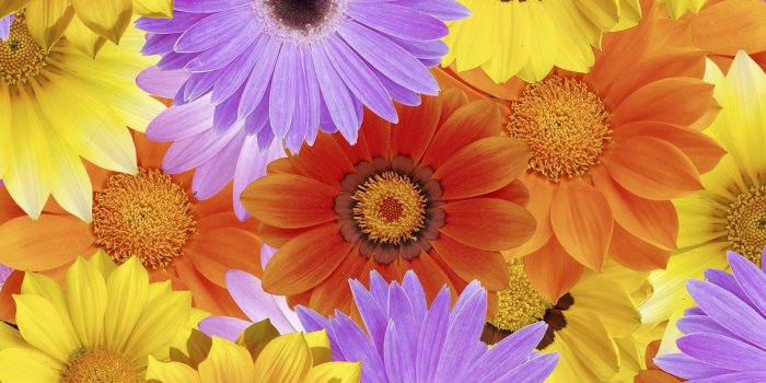 3440x1440 Colorful Daisies HD Wallpaper | Background Image | 3440x1440 | ID