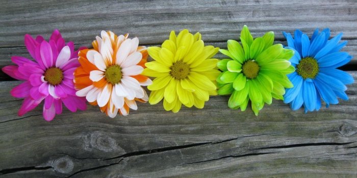 1024x768 Colored Daisies 1 by ~RegiGirl1218 on deviantART | Bunches of Color