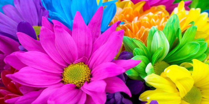 2560x1600 Colorful Daisies HD Wallpaper | Background Image | 2560x1600 | ID
