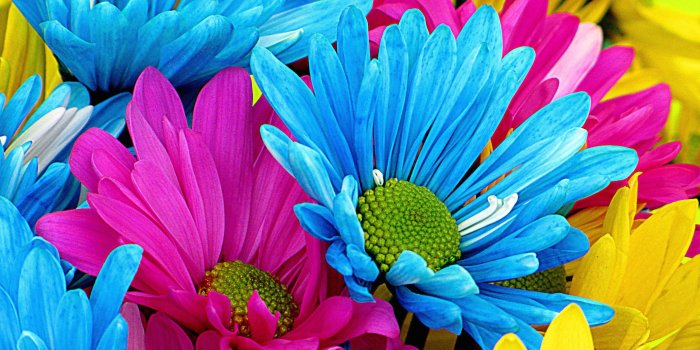 3840x2160 Colorful Daisy Wallpaper Hd Widescreen - Blue Pink And Yellow