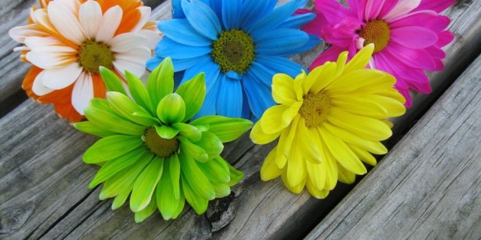 1024x768 Colored Daisies 2 by RegiGirl1218 | Cake Decorating