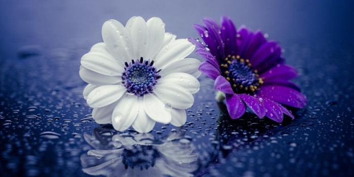 1920x1215 54+ Daisy Flower Wallpapers on WallpaperPlay