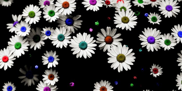 1680x1050 Free download Colorful Daisy 15507 Hd Wallpapers [1680x1050] for
