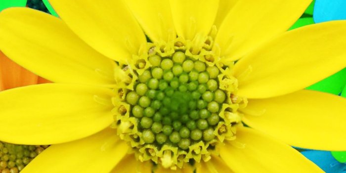 1080x1920 Colorful Daisy Flowers Spring Red Yellow Blue Purple Android