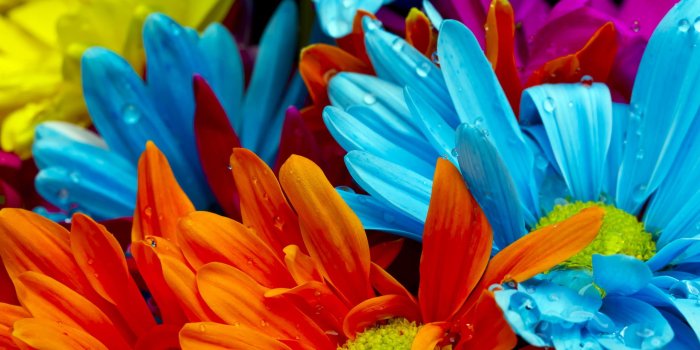 2560x1440 27+ Daisy Backgrounds, Wallpapers, Images, Pictures | Design Trends