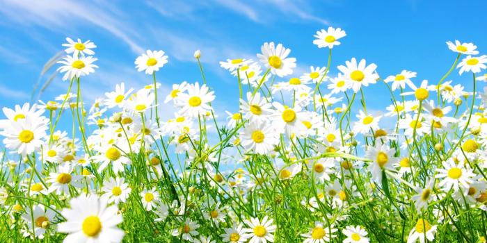 1920x1200 White Daisy Wallpaper - Colors Wallpaper (34692102) - Fanpop