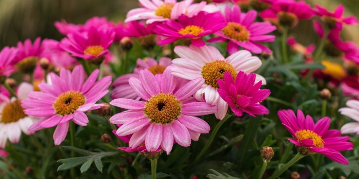 2880x1800 Download 2880x1800 Colorful Daisies, Garden, Petals Wallpapers for