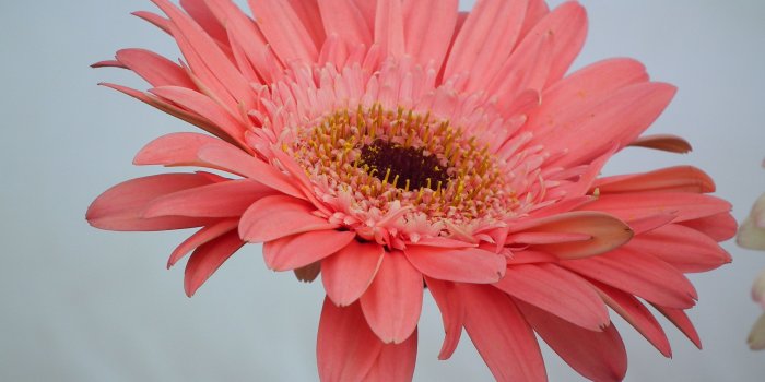 3648x2736 Happiness is the natural duty of Flower « Wallpaper Tadka
