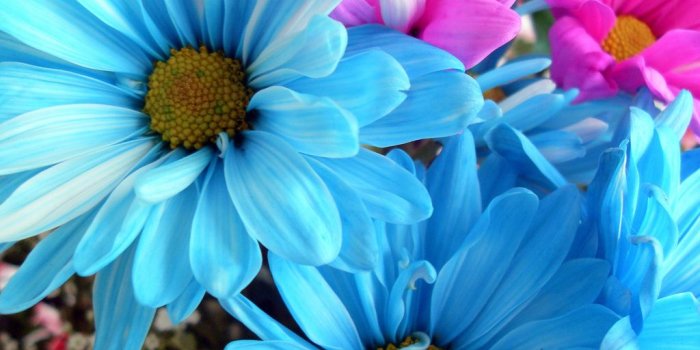 1024x768 Daisy Flower Wallpapers HD Pictures – One HD Wallpaper Pictures