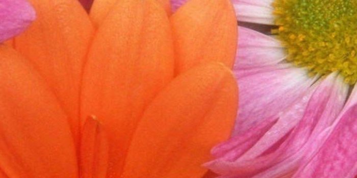 1125x2436 1125x2436 Colorful Daisies Iphone XS,Iphone 10,Iphone X HD 4k