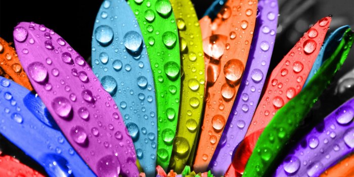 1920x1200 Colorful daisy wallpaper - 618011