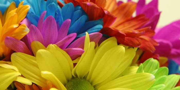 1600x900 Colorful Daisies 19746 1600x900px