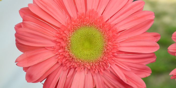 3648x2736 A beautiful Peach Daisy « Wallpaper Tadka