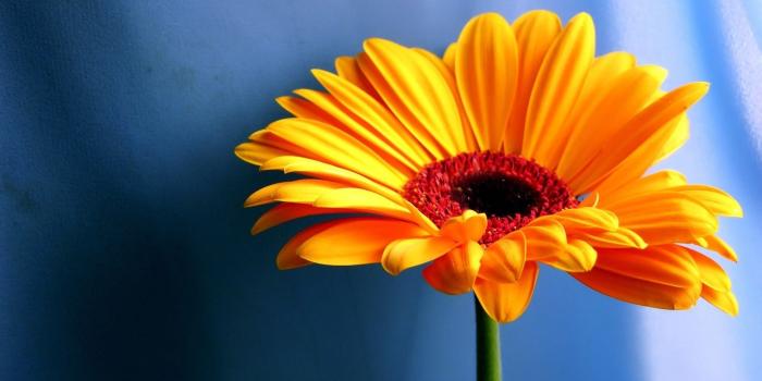 1920x1200 Colorful Daisy Flowers Wallpaper - Flowers Healthy