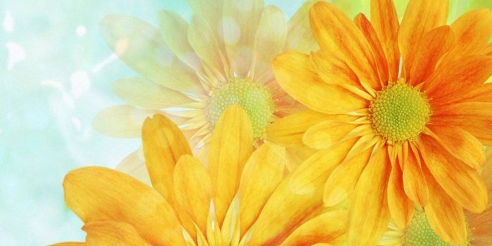 1080x1920 Colorful Daisies Flower iPhone 6s Wallpapers HD