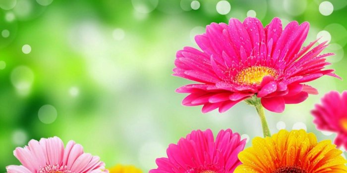 2880x1800 colorful flower wallpaper designs - Lorey.toeriverstorytelling.org