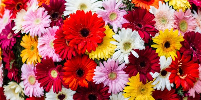 1920x1058 Colorful Flowers Wallpaper ,free download, (42) - cerc-ug.org