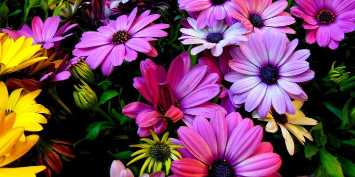 3200x2400 Colorful daisies in the garden HD wallpaper download