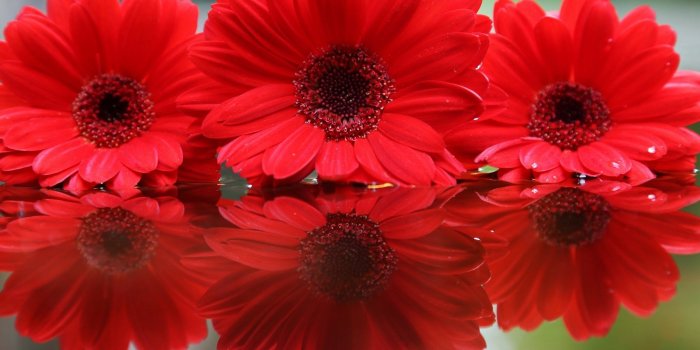 2560x1707 40+ Gerbera Daisies Wallpapers on WallpaperPlay